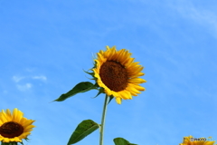 街に咲く花