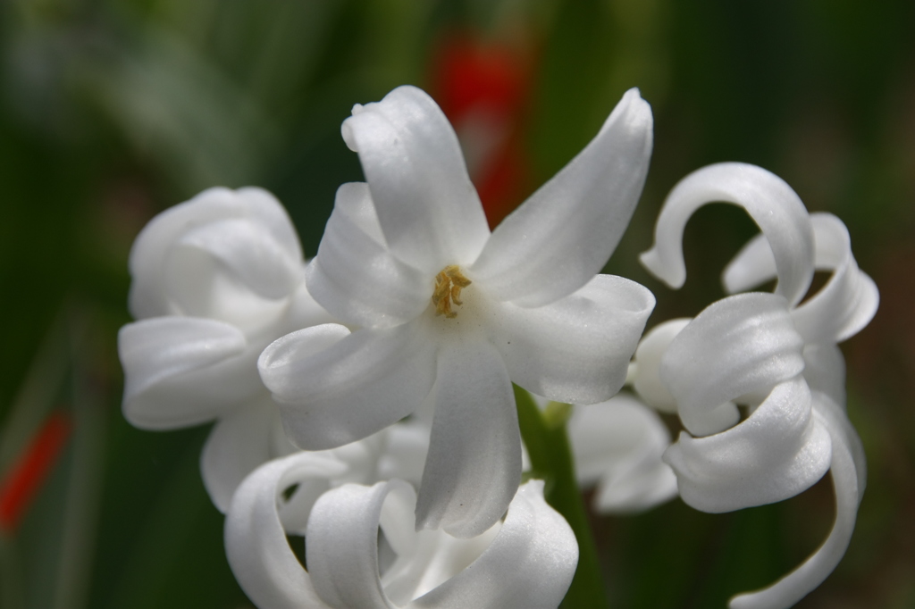 春の花