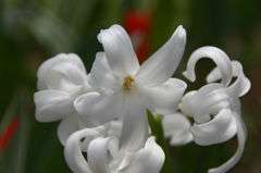 春の花