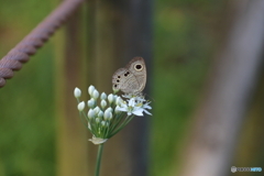 郷土の森