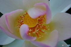 街に咲く花