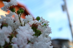 街に咲く花