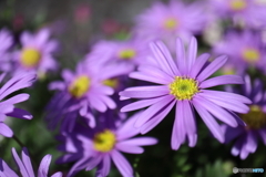 街に咲く花