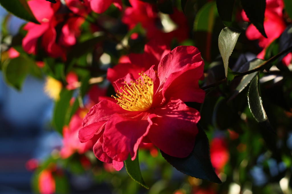 花