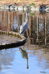 野鳥