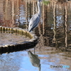 野鳥