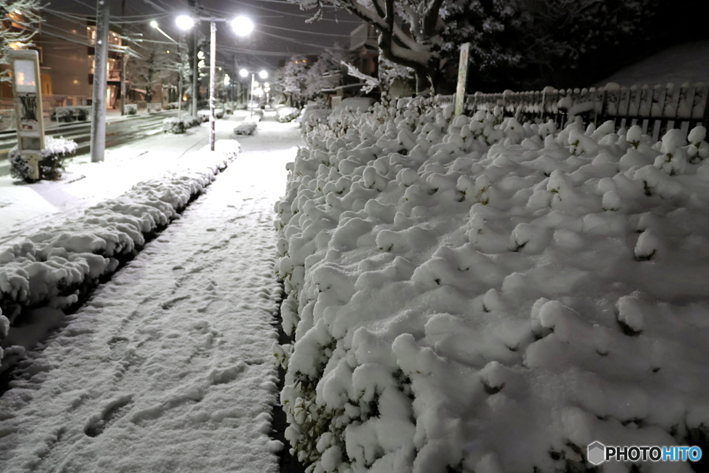 東京の雪