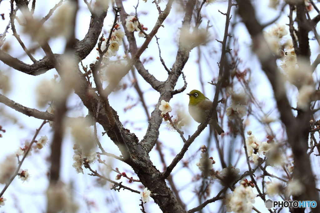 郷土の森