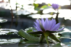 神代植物公園 