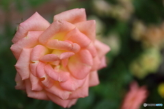街に咲く花