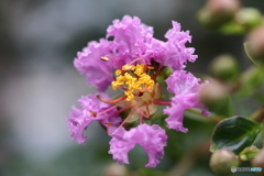 街に咲く花