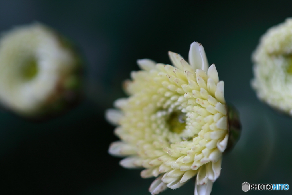 菊まつり