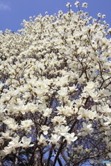 神代植物公園