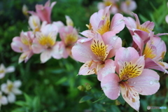 街に咲く花