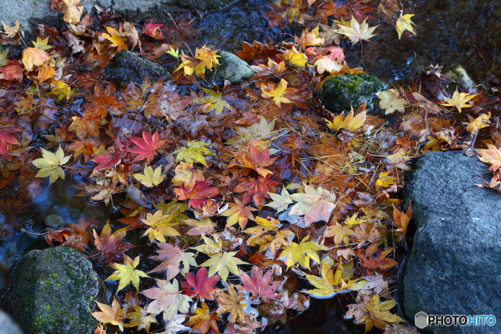 紅葉