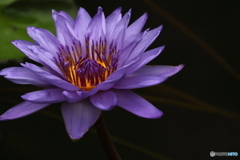 神代植物公園