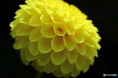 街に咲く花