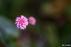 街な咲く花