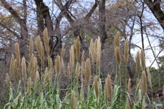 イネ科