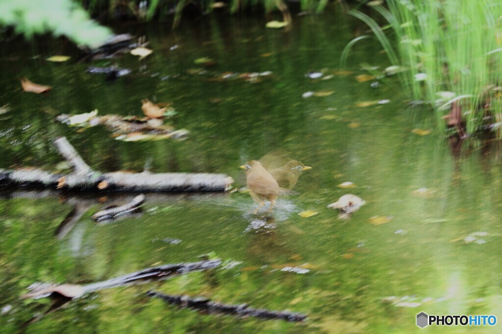 昭和記念公園