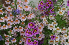 お花