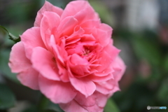 街に咲く花
