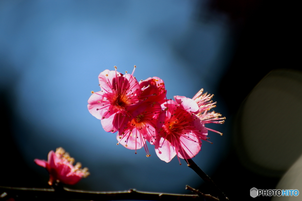 梅の花
