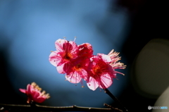 梅の花
