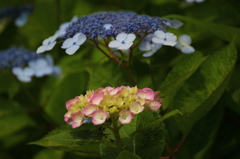 鎌倉紫陽花