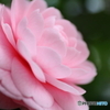 街に咲く花