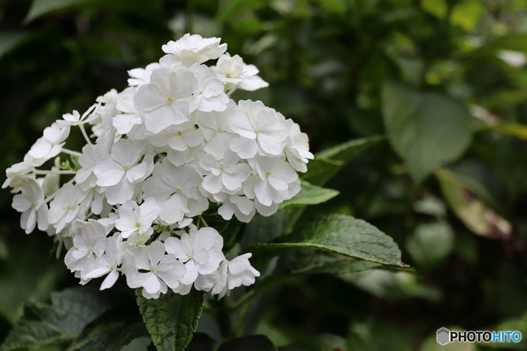 郷土の森