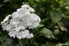 郷土の森