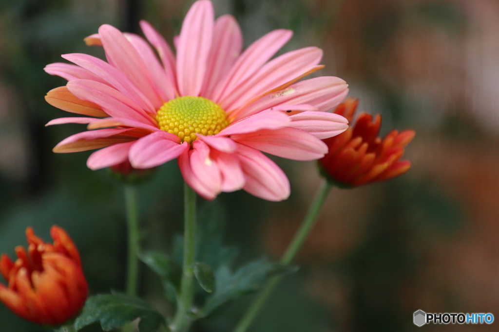 菊の花