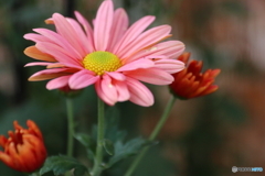 菊の花
