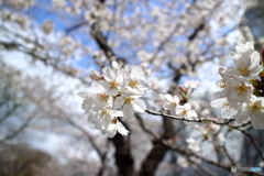 桜
