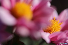 街に咲く花