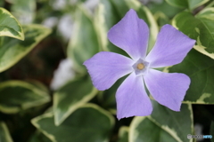 街に咲く花