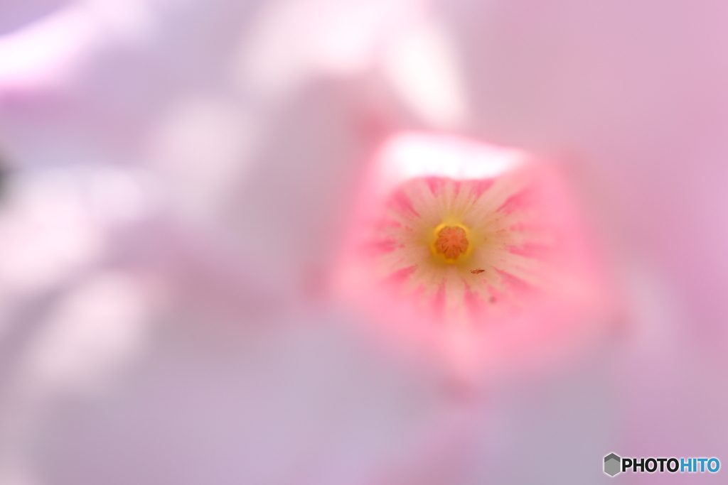 街に咲く花