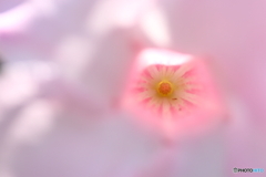 街に咲く花