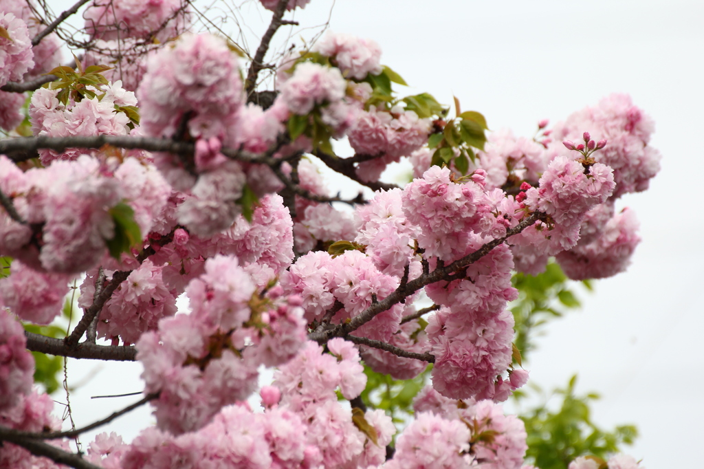 桜
