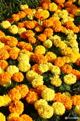 華
