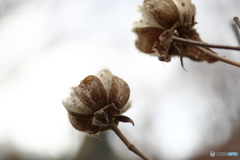 街に咲く花