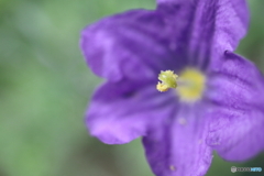街に咲く花