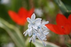 春の花 