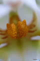 植物園の花