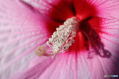 街に咲く花