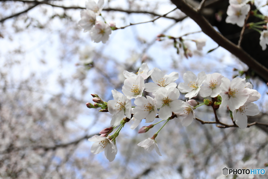 街に咲く花