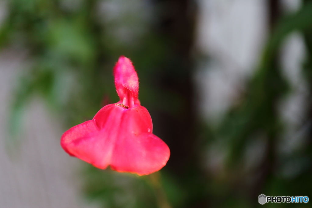 街に咲く花