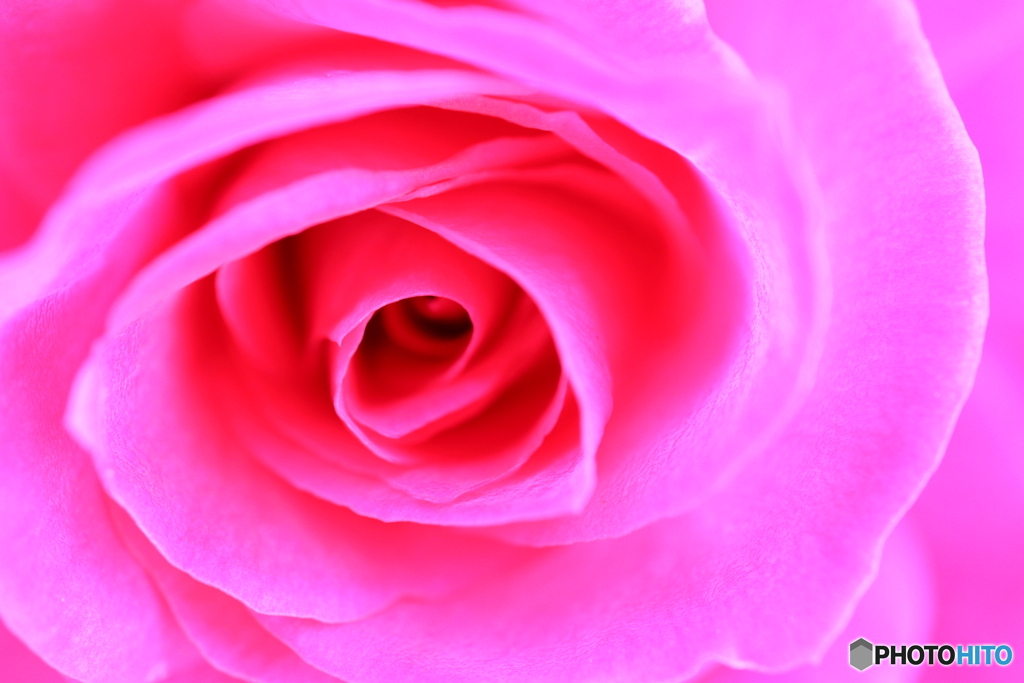薔薇