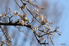 野鳥